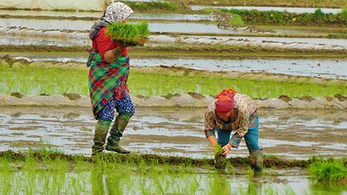 برنج-چیست